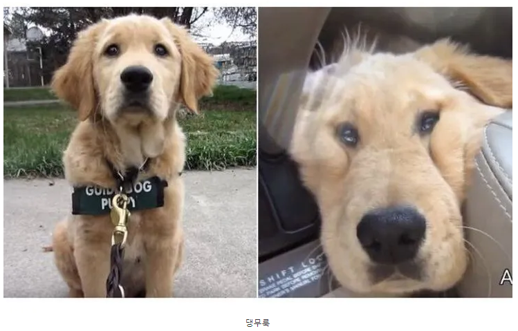 안내견 시험에서 떨어진 댕댕이 | 인스티즈