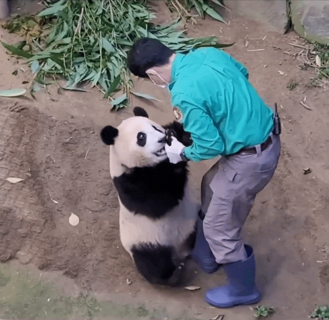 푸바오와 작은할부지 송바오🐼.jpg | 인스티즈
