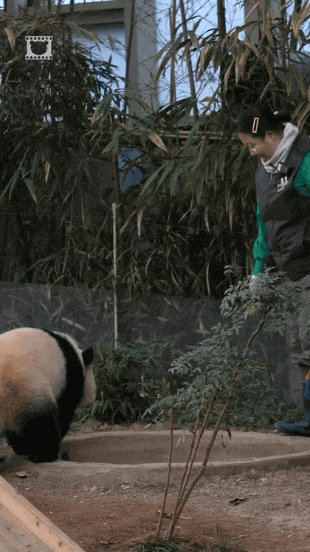 후이바오🐼 분노 포인트 5가지 | 인스티즈