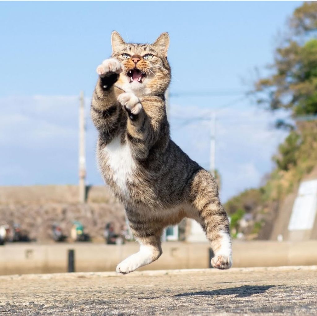 무림고수가 죽으면 고양이로 환생한다는 이야기가 있다 | 인스티즈