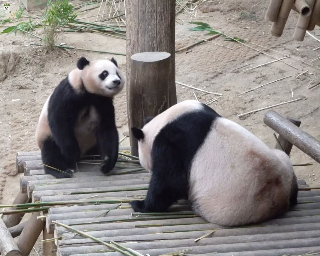 오늘자 엄마 들이받고 도망가는 후쪽이 후이바오🐼🩷❤️ | 인스티즈