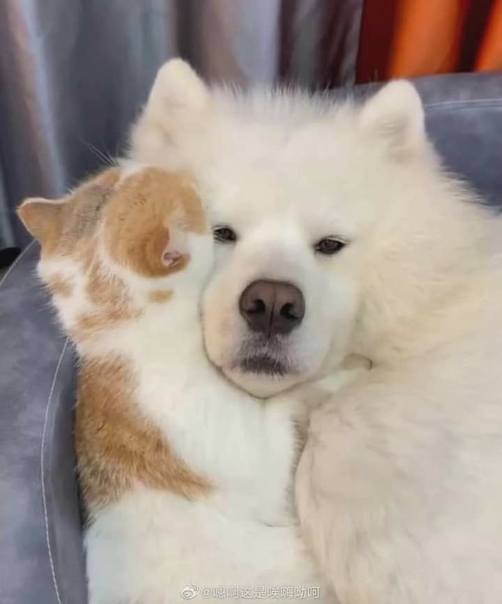 댕댕이와 고양이.jpg | 인스티즈