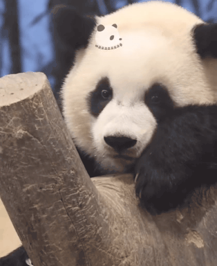 후이때문에 대나무도 놓치고 만신창이 된 루이바오🐼.gif | 인스티즈