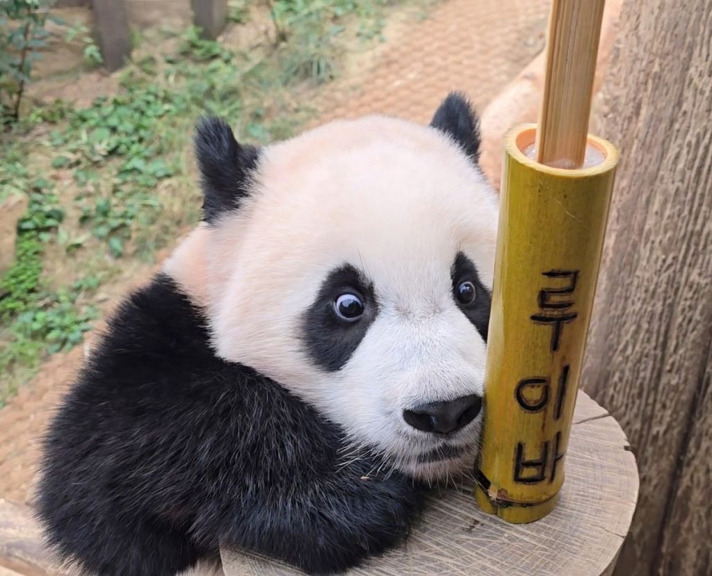 루이준 이미지