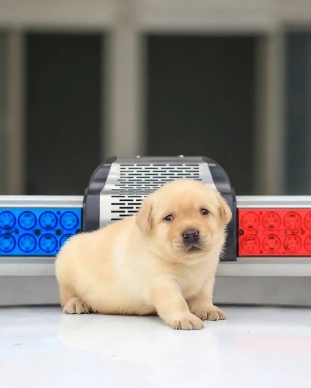 대만 경찰견 후보생으로 입대한 댕댕이 | 인스티즈