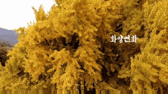 천연기념물 원주 반계리 은행나무의 사계절.gif | 인스티즈