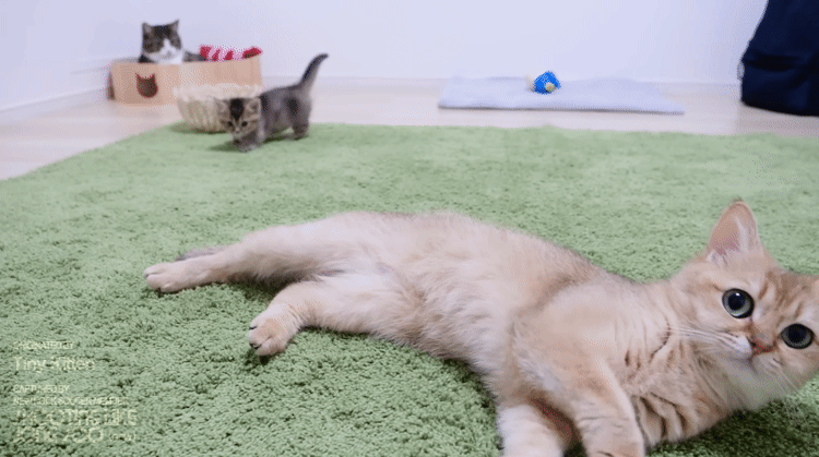 현란한 풋워크로 어미냥이의 꼬리를 사냥하는 아기냥이.gif | 인스티즈
