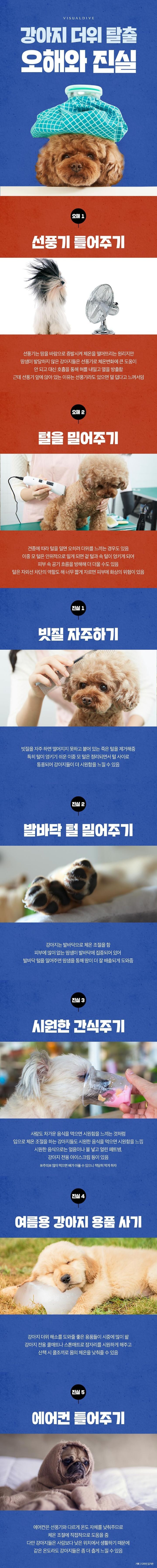 강아지 더위 탈출 오해와 진실.jpg | 인스티즈