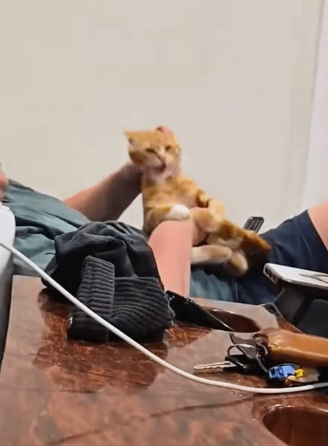 치즈냥이는 참지않아.gif | 인스티즈