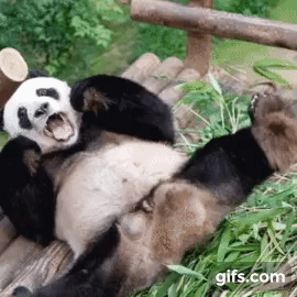 훤칠한 키, 짧은 다리, 귀여운 뱃살을 가진 우리 러부지 러바오.gif | 인스티즈