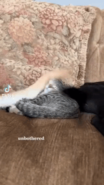 가운데서 힘든일을 겪는 고양이.gif | 인스티즈