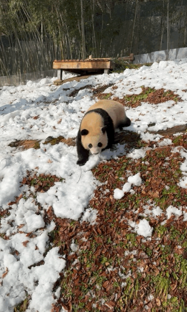 오늘자 용인소싸움의 주인공🐼 아이바오❤️루이바오 | 인스티즈