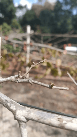 행위예술 중인데 귀찮게 해서 빡친 사마귀.gif | 인스티즈