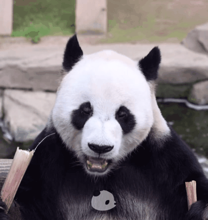 러바오🐼: 푸바오야 먹방은 이렇게 하는 거란다.gif | 인스티즈