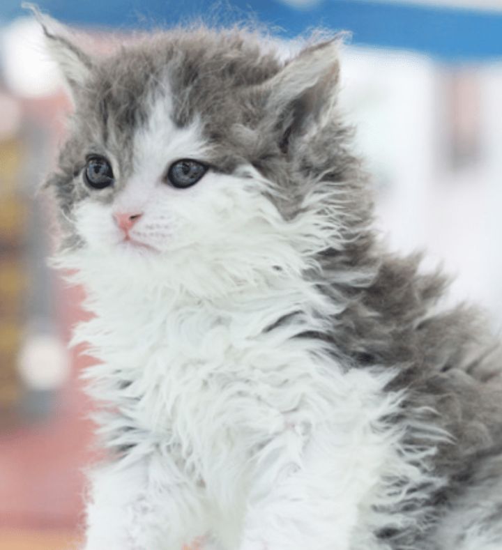 귀염뽀짝 신기한 곱슬고양이 | 인스티즈