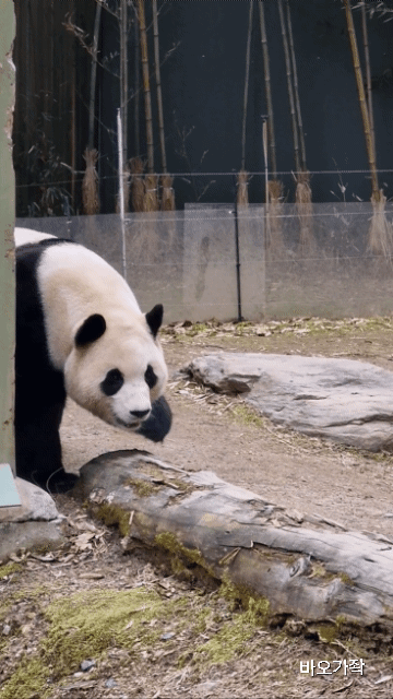 오늘자 우아한 푸바오.gif | 인스티즈