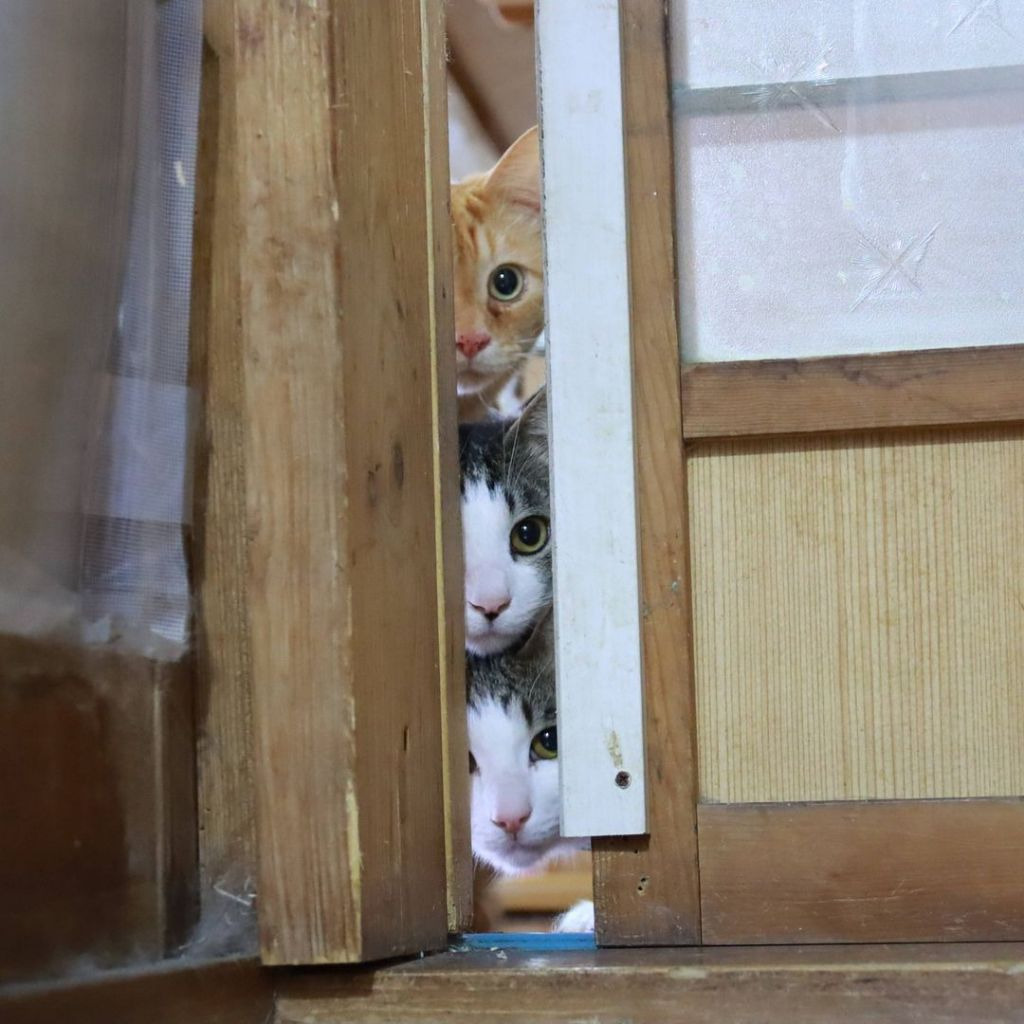 8월15일이 독립기념일이 아니라 광복절인 이유😺어서오세요 오전에만 운영하는 치즈냥 식당입니다~ | 인스티즈