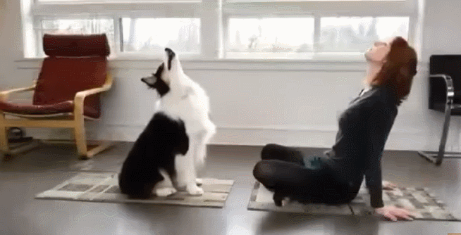 브로콜리랑 요가하기.gif | 인스티즈