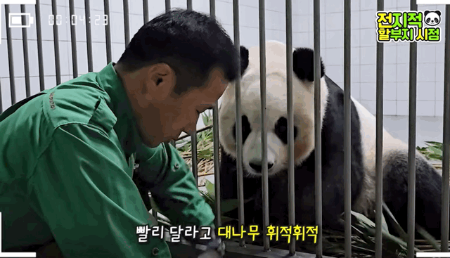 오늘 전지적 판다와쏭 먹깨비 아이바오ㅋㅋㅋㅋ.gif | 인스티즈