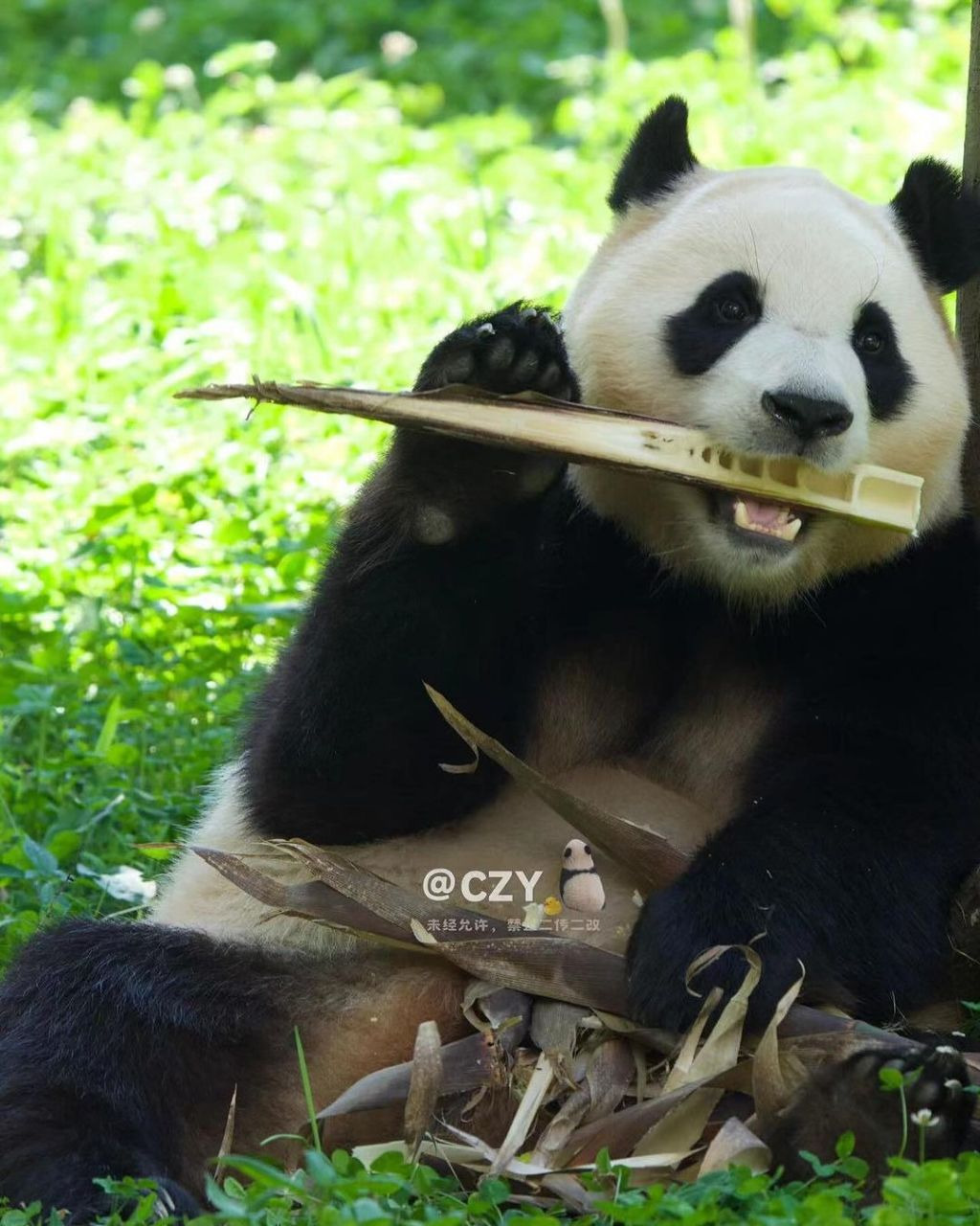 죽순 마이크들고 노래부르는 푸바오🐼.jpg | 인스티즈