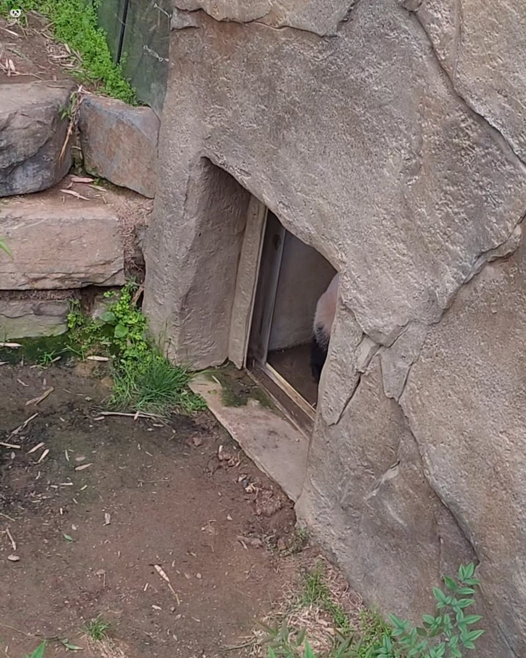 아이바오🐼의 신도림역 간접체험ㅋㅋㅋ(feat.그 판다) | 인스티즈