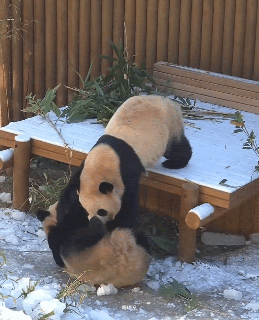 루이바오🐼: 둉탱아 이제 그만 먹고 들어가자!!! 들어가자고!!💜🩷 | 인스티즈
