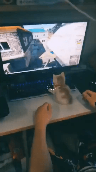 게임하는 아깽이 | 인스티즈