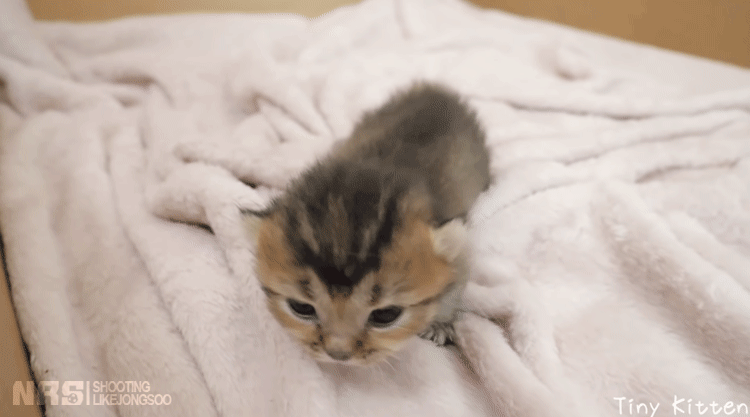 잠에서 깨어나 엄마를 찾는 아기냥이.gif | 인스티즈