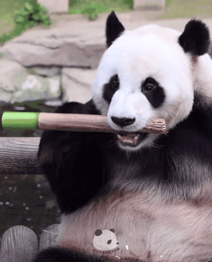 러바오🐼: 푸바오야 먹방은 이렇게 하는 거란다.gif | 인스티즈