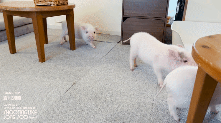 일본 도쿄의 미니어처 피그 카페.gif | 인스티즈