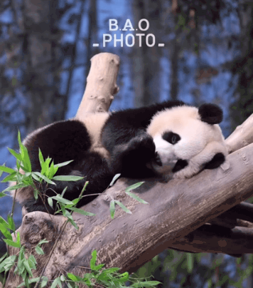 아기 곰인형 후이바오🐼.gif | 인스티즈
