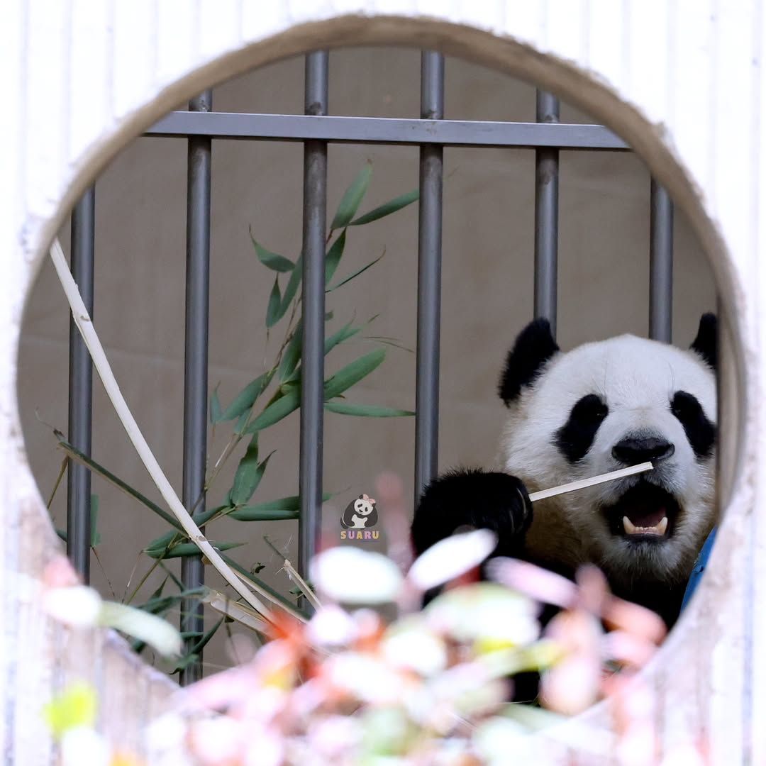 세탁기 속 귀여움 한도초과 푸바오🐼💛 | 인스티즈