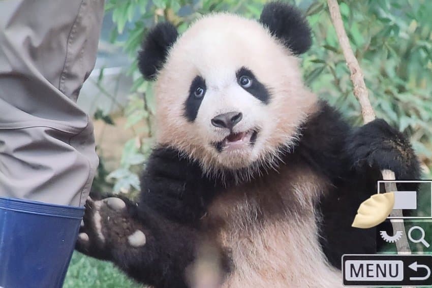 아이바오 바라보는 루이바오🐼.jpg | 인스티즈