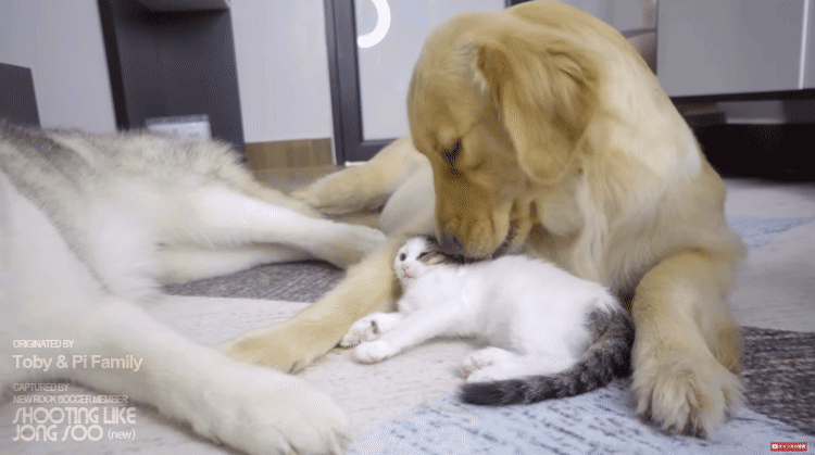 좌우 번갈아가며 거칠게 냥빨 당하는 아기냥이.gif | 인스티즈