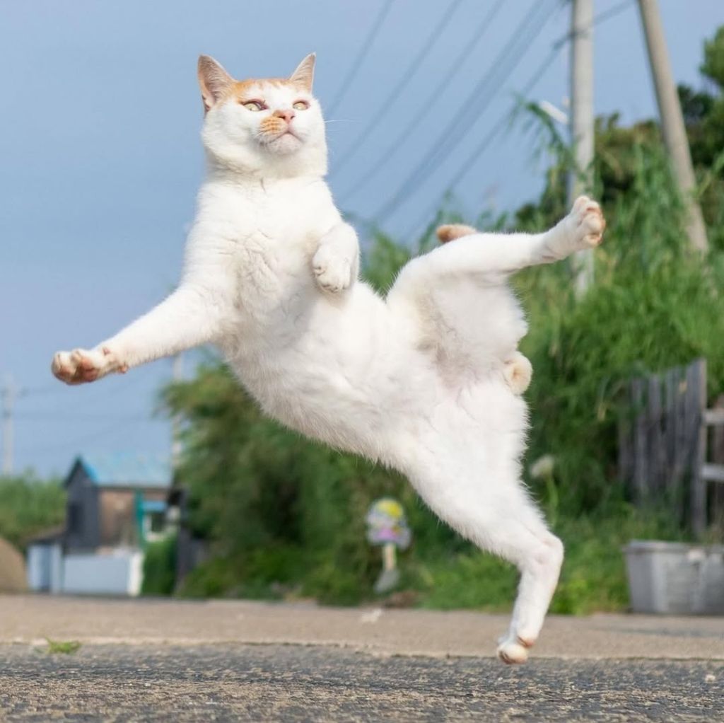 무림고수가 죽으면 고양이로 환생한다는 이야기가 있다 | 인스티즈