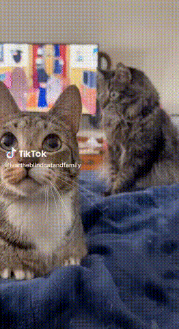 티라노 고양이 | 인스티즈