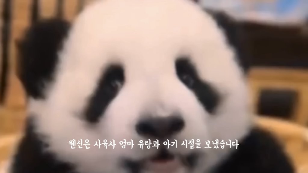 훤칠한 키, 짧은 다리, 귀여운 뱃살을 가진 우리 러부지 러바오.gif | 인스티즈