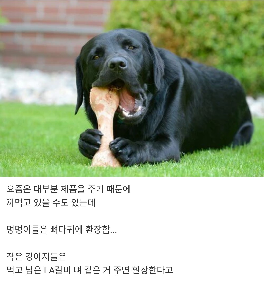 개 키워 본 사람들은 공감하는 것 | 인스티즈