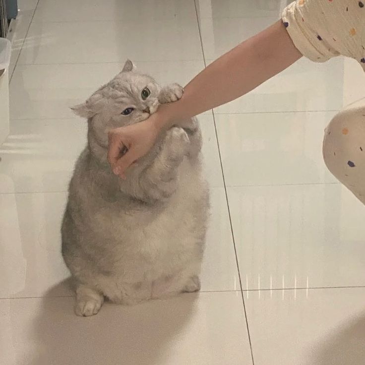 토실토실 이미지