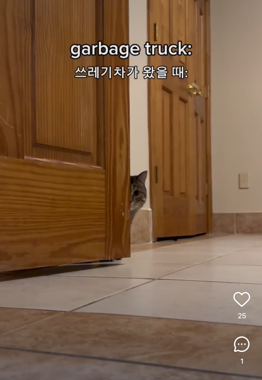 고양이 특 | 인스티즈