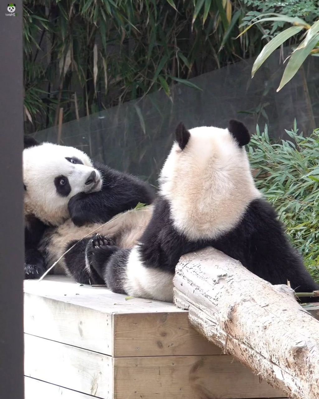 서로 마주앉아서 밥먹는 아기곰🐼 루후💜🩷 | 인스티즈
