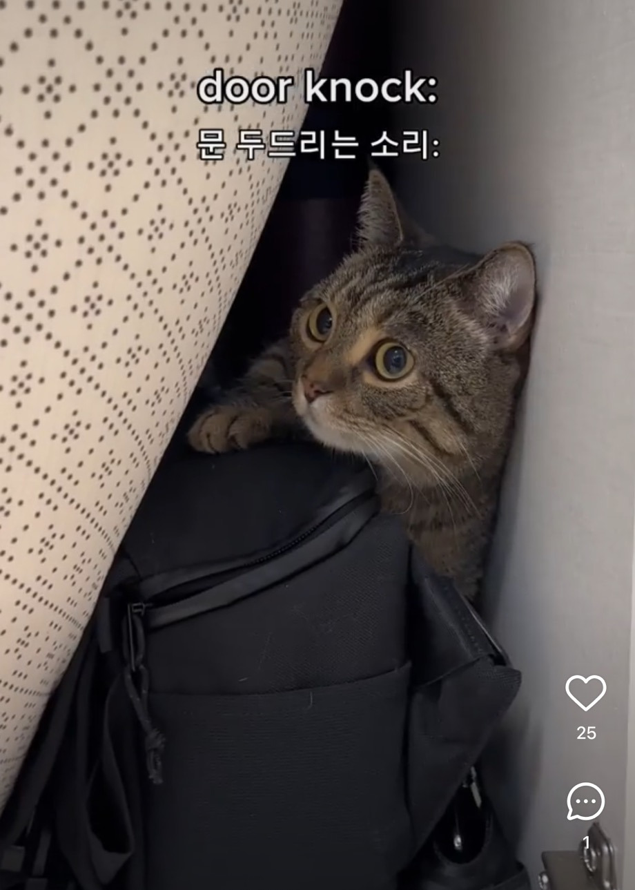 고양이 특 | 인스티즈