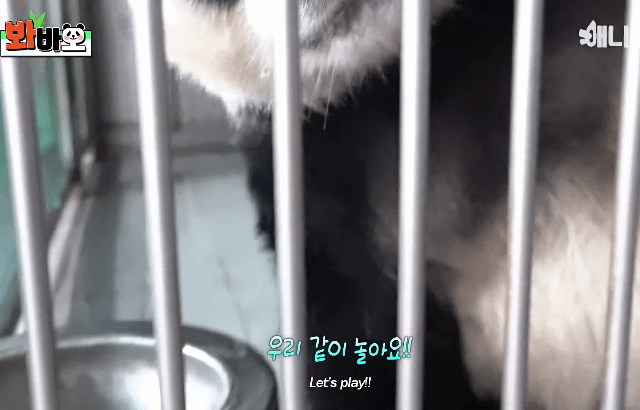 훤칠한 키, 짧은 다리, 귀여운 뱃살을 가진 우리 러부지 러바오.gif | 인스티즈