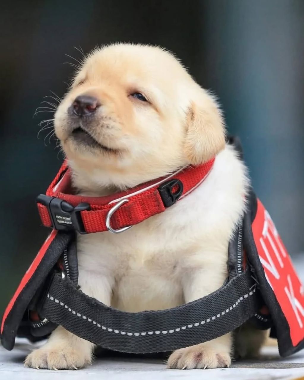 대만 경찰견 후보생으로 입대한 댕댕이 | 인스티즈