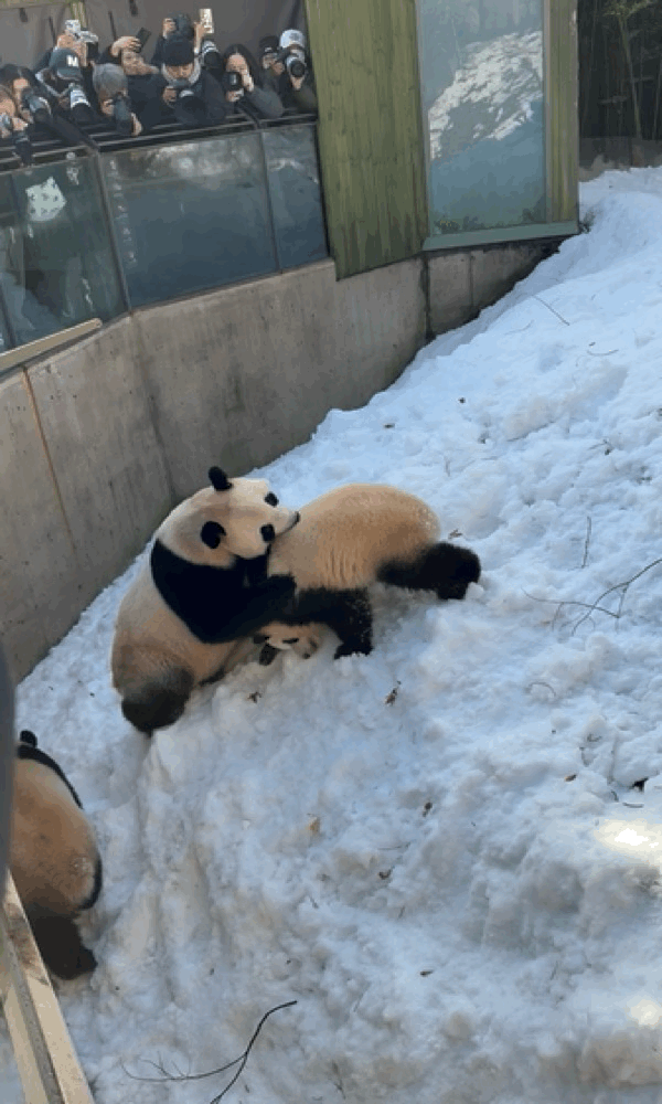오늘자 용인소싸움의 주인공🐼 아이바오❤️루이바오 | 인스티즈