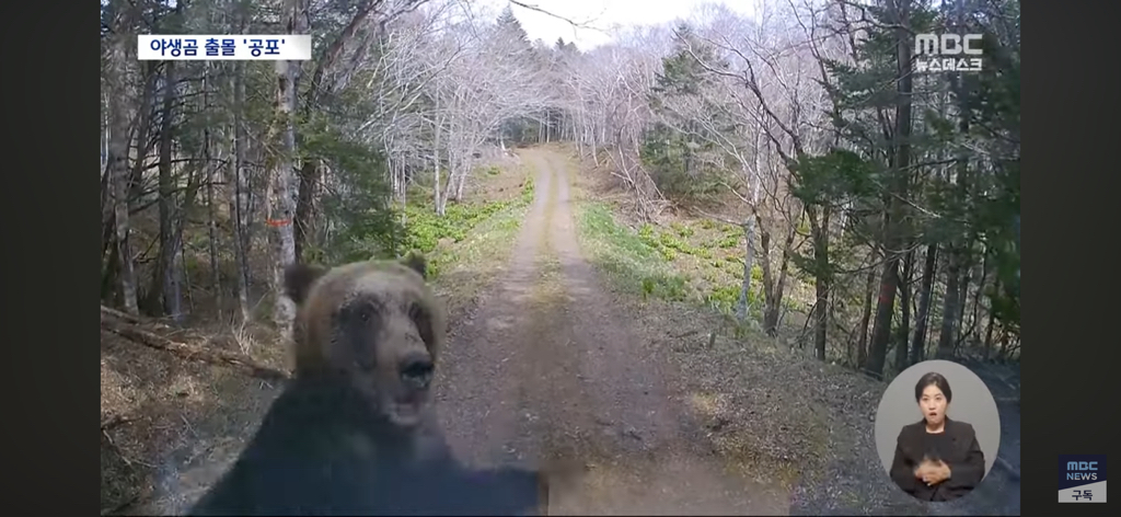 일본열도는 곰비상 | 인스티즈