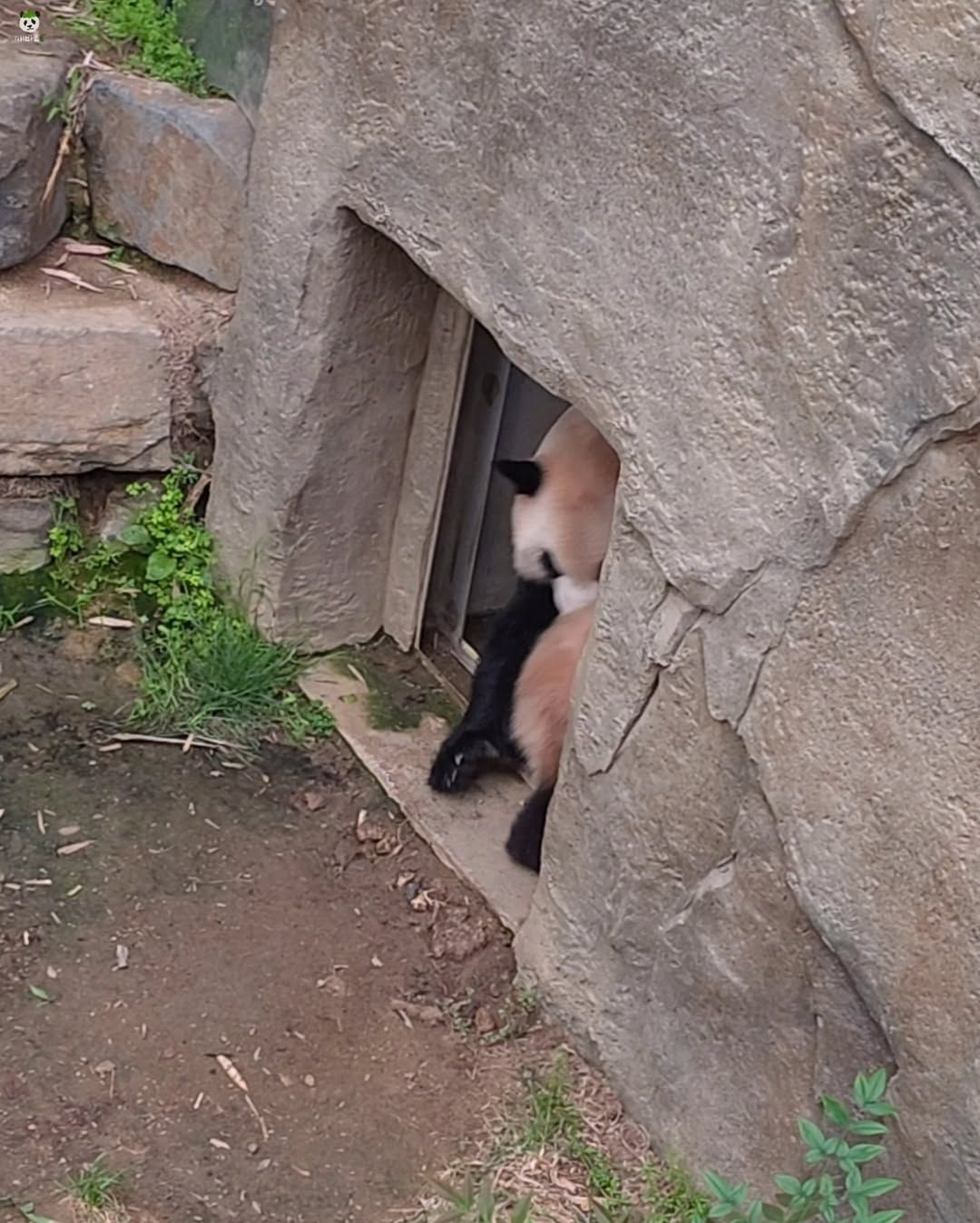 아이바오🐼의 신도림역 간접체험ㅋㅋㅋ(feat.그 판다) | 인스티즈