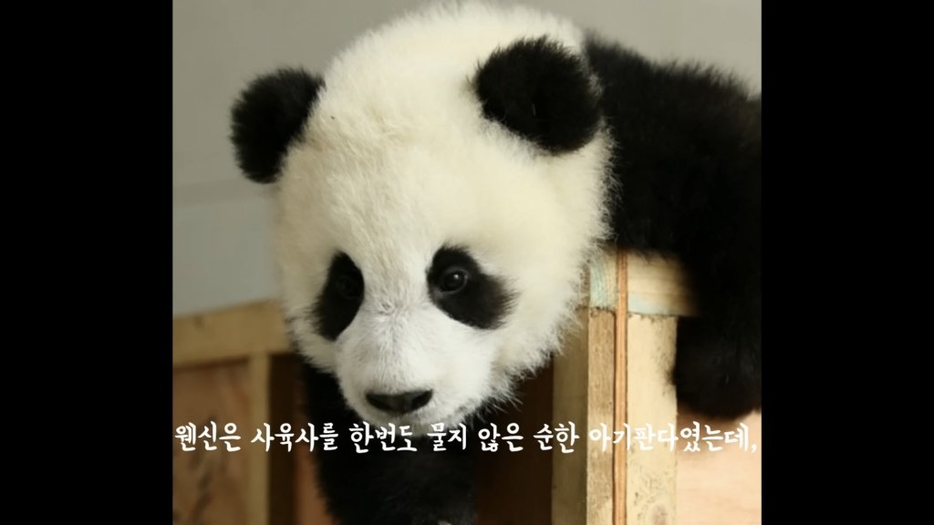 훤칠한 키, 짧은 다리, 귀여운 뱃살을 가진 우리 러부지 러바오.gif | 인스티즈