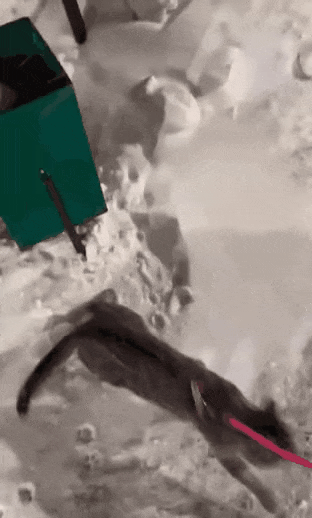 너무 추웠던 고양이.gif | 인스티즈
