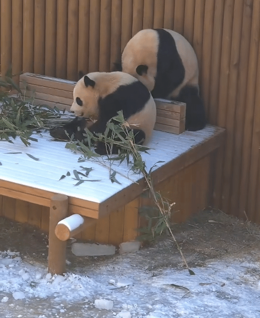 루이바오🐼: 둉탱아 이제 그만 먹고 들어가자!!! 들어가자고!!💜🩷 | 인스티즈